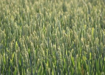 Unveiling Malawi’s Sustainable Tourism Revolution: A Glimpse into 2026