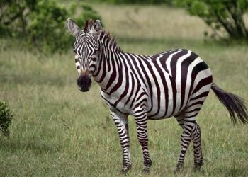 Discover the Exciting Highlights and Prize Money Breakdown of the 2026 Magical Kenya Open!