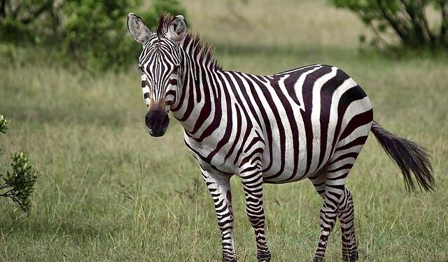 Discover the Exciting Highlights and Prize Money Breakdown of the 2026 Magical Kenya Open!