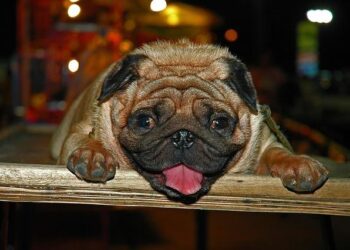 Unseen Dangers: Gambia’s Anti-FGM Activists Sound Alarm on Continued Risks to Infants