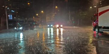 Beloved Au Tree on Marine Drive Succumbs to Storm Damage and Decay