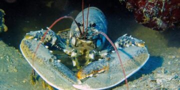 Ancient Lobster Tags Unearthed from Scottish Shoreline Trash!