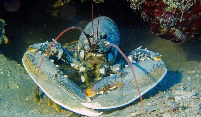 Ancient Lobster Tags Unearthed from Scottish Shoreline Trash!