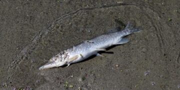 Epic Clash at the Poland Darts Open: Live Scores and Highlights Featuring Luke Littler, Luke Humphries, and Stephen Bunting!