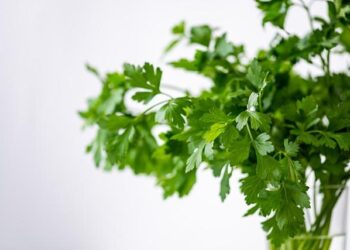 Why the €1 Meal Scheme Isn’t Enough to Ease Student Struggles in France