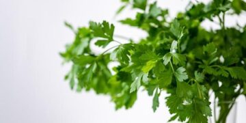 Why the €1 Meal Scheme Isn’t Enough to Ease Student Struggles in France