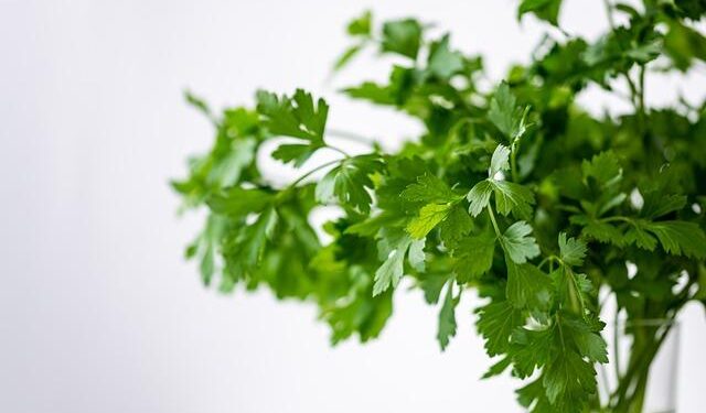 Why the €1 Meal Scheme Isn’t Enough to Ease Student Struggles in France