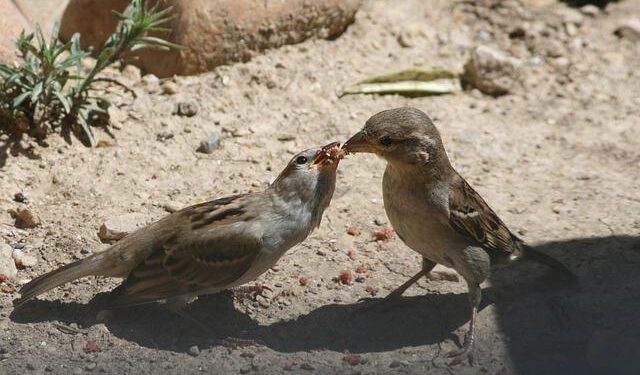 Rising Diplomatic Strain: Djibouti Takes Bold Step by Revoking Passports of Somaliland Officials