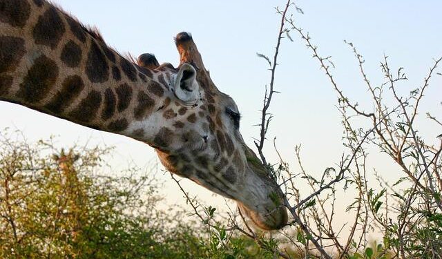 Empowering Change: How Catholic Relief Services is Transforming Lives in Swaziland