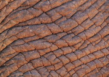 South Africa Sets Its Sights on Growth and Strategic Alliances at ITB Berlin