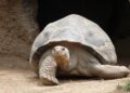 Revolutionary Incubation Techniques Help Baby Giant Tortoises Thrive in Seychelles!
