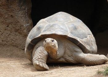 Revolutionary Incubation Techniques Help Baby Giant Tortoises Thrive in Seychelles!