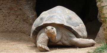 Revolutionary Incubation Techniques Help Baby Giant Tortoises Thrive in Seychelles!