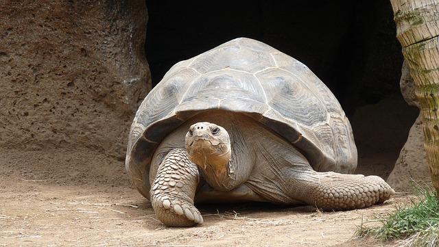 Revolutionary Incubation Techniques Help Baby Giant Tortoises Thrive in Seychelles!