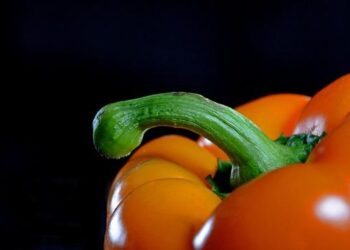 Senegal’s Prime Minister Calls for Tougher Penalties on Same-Sex Relations