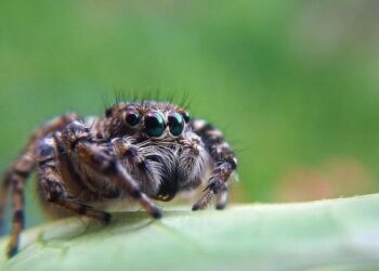 Porter Airlines Soars to New Destinations: Exciting Codeshare Agreements for Morocco, Türkiye, and Brazil!