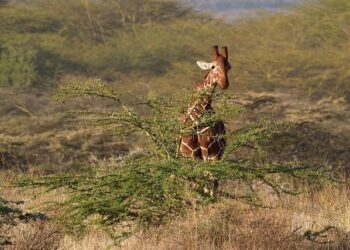 Brave Intervention: Somali Authorities Stop Heartbreaking Smuggling Attempt of Young Girl to Libya