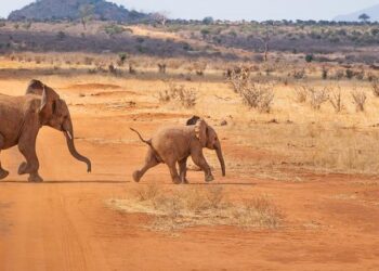 Kenya Unveils Bold $4 Billion Plan to Revitalize 369km Railway, Breaking Free from China-Backed Loans!