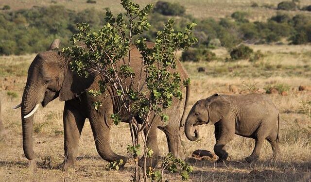 Alassane Ouattara Triumphs in a Remarkable Bid for a Fourth Presidential Term in Ivory Coast!