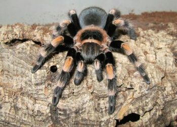 Chad Smith Surprises Drum Students by Taking the Stage as Their Substitute Teacher!