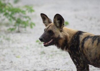 Breaking the Mold: The Surprising Behavior of African Wild Dogs in Botswana
