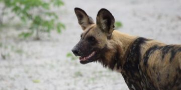 Breaking the Mold: The Surprising Behavior of African Wild Dogs in Botswana