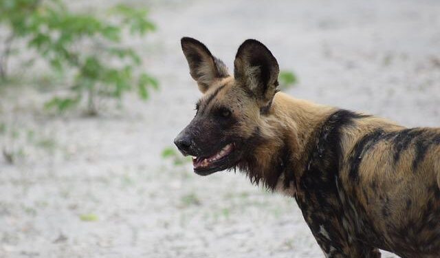 Breaking the Mold: The Surprising Behavior of African Wild Dogs in Botswana