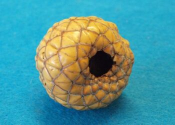 Confronting Vanuatu’s Climate Crisis: Unraveling the Impact of CO₂ and Greenhouse Gas Emissions