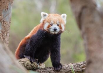 Be Part of the Fun: Create a Red Squirrel Emoji and Celebrate These Adorable Creatures!