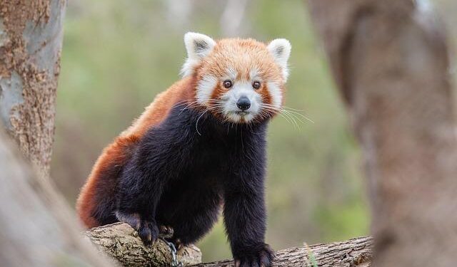 Be Part of the Fun: Create a Red Squirrel Emoji and Celebrate These Adorable Creatures!