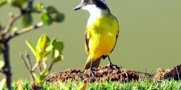 AFD and North Macedonia Join Forces for a Greener Energy Future!