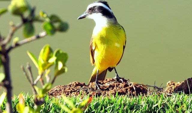 AFD and North Macedonia Join Forces for a Greener Energy Future!