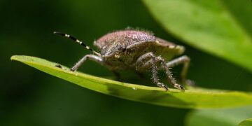 Discover the Goliath Beetle: Exploring the Enigmatic World of Africa’s Most Valuable Insect!