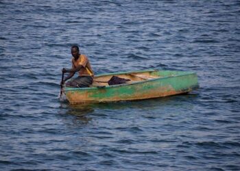 Zimbabwe Unveils Groundbreaking Interim Forest Stewardship Standard: A New Era for Responsible Forest Management
