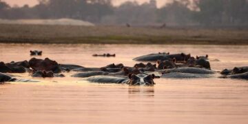 Zambia’s Kwacha Takes Flight: Harnessing the Power of Copper for Global Currency Triumph!