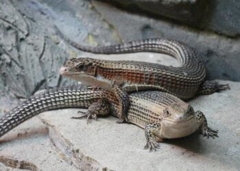 Sudan Unveils Bold Initiative to Bring Home 10,000 Refugees from Uganda