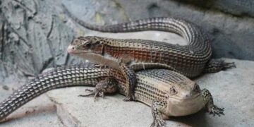 Sudan Unveils Bold Initiative to Bring Home 10,000 Refugees from Uganda