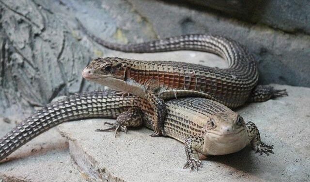 Sudan Unveils Bold Initiative to Bring Home 10,000 Refugees from Uganda