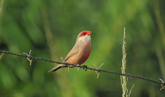 Discover St Helena’s Revived Air Link: Essential Tips for Your Next Adventure!