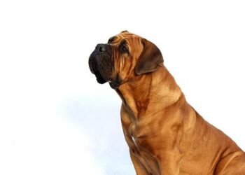 Panoro Energy’s Game-Changing $219.5M Deal in Equatorial Guinea!