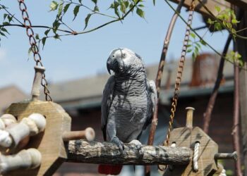 Devastating Landslide Claims Over 200 Lives in DR Congo Mine