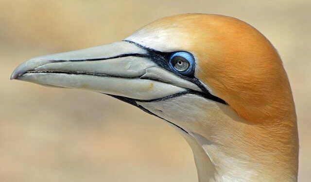 New Zealand Halts Cook Islands Funding as China Tensions Escalate