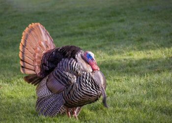 Wild Turkey Crashes Through Semi’s Windshield, Driver Left Injured in Stunning Encounter!