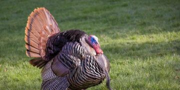 Wild Turkey Crashes Through Semi’s Windshield, Driver Left Injured in Stunning Encounter!