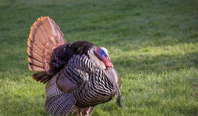 Wild Turkey Crashes Through Semi’s Windshield, Driver Left Injured in Stunning Encounter!