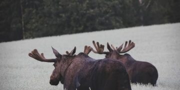 Norway Launches Probe into Epstein Revelations Amidst Growing European Scandal