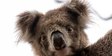 Australia Crushes Czech Republic with a Stunning 5-1 Win at the World Baseball Classic!