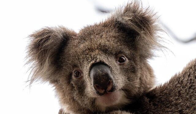 Australia Crushes Czech Republic with a Stunning 5-1 Win at the World Baseball Classic!