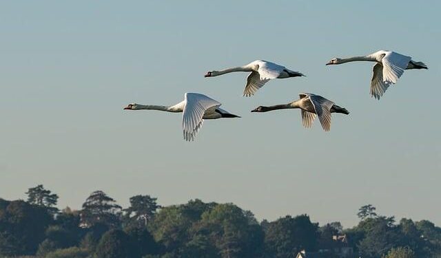 Breaking New Ground: A Nation’s Bold Leap into Planned Migration