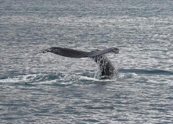 Dive into the Magic: Your Ultimate Guide to Unforgettable Whale Watching Adventures in Iceland!